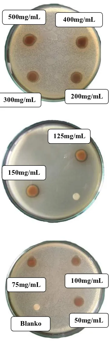 Gambar hasil uji aktivitas antibakteri ekstrak etanol daun jambu bol terhadap bakteri Staphylococcus epidermidis 