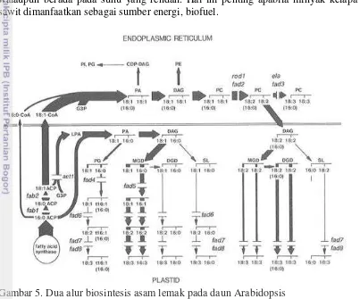 Gambar 5. Dua alur biosintesis asam lemak pada daun Arabidopsis 