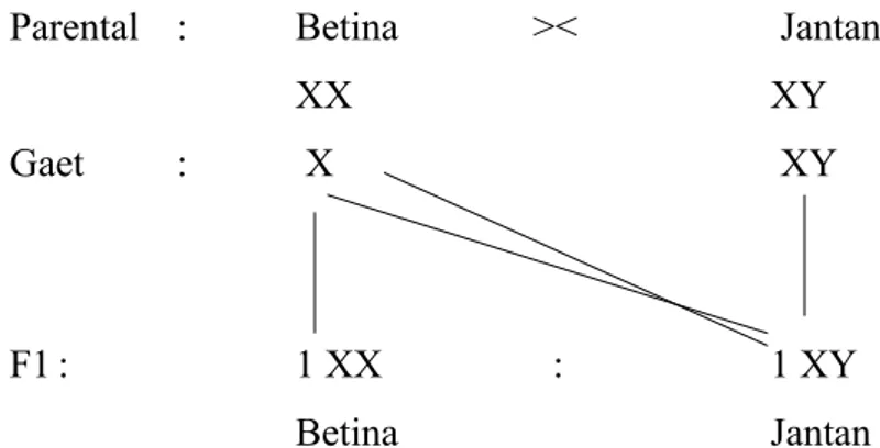 Tabel Indeks Kelamin (X/A) pada Drosophila guna menentukan jenis kelamin Susunan kromosom Indeks kelamin X/A Kelamin