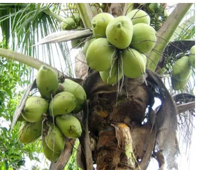 Gambar 1.  Kelapa (Cocos nucifera) marga Cocos atau Arecaceae 