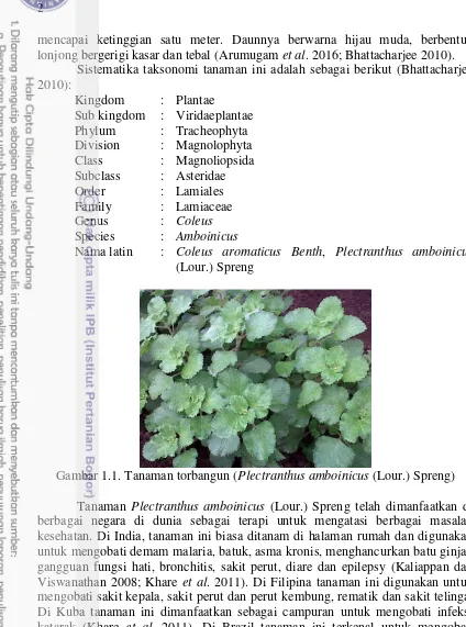 Gambar 1.1. Tanaman torbangun ( Plectranthus amboinicus (Lour.) Spreng)  