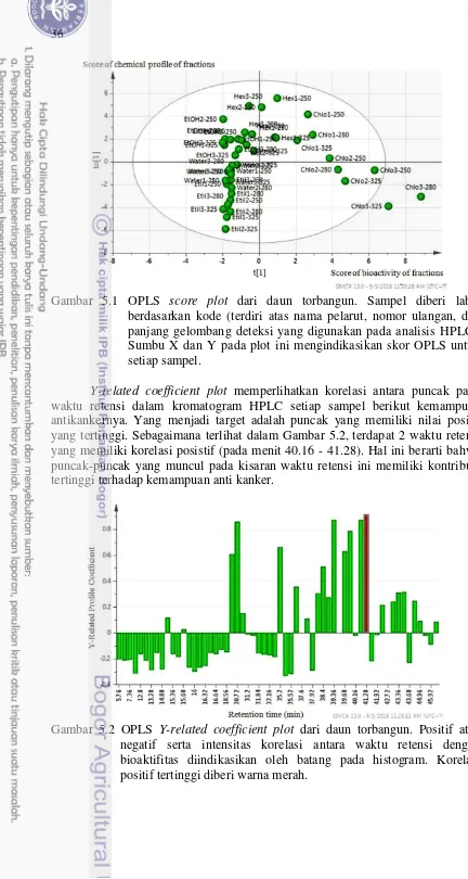Gambar 5.1 OPLS  score plot dari daun torbangun. Sampel diberi label 