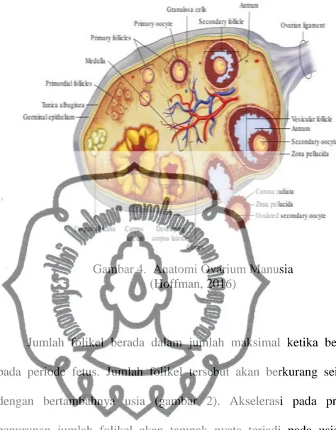 Gambar 4.  Anatomi Ovarium Manusia   (Hoffman, 2016) 