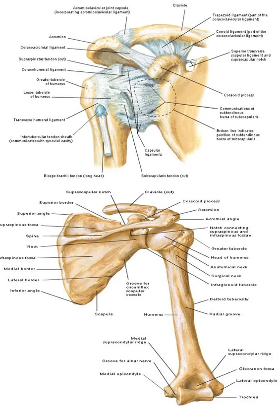Gambar 2.1 Anatomi Regio Bahu  (Sumber : Netter, 2010) 