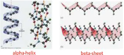 Gambar 2.2 Struktur sekunder protein (Anonim, 2010) 