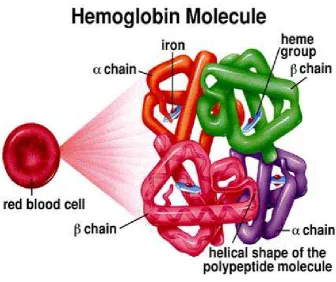 Gambar 2.8 Struktur kuartener protein (Anonim, 2010). 