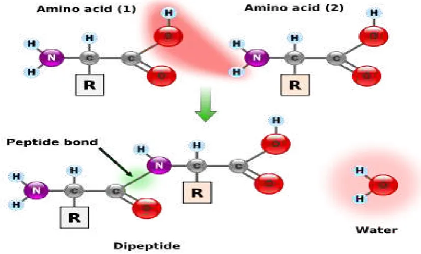 Gambar 2.10 Pembentukan ikatan peptida (Anonim, 2010). 