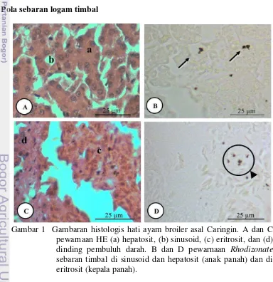 Gambar 1  Gambaran histologis hati ayam broiler asal Caringin. A dan C pewarnaan HE (a) hepatosit, (b) sinusoid, (c) eritrosit, dan (d) dinding pembuluh darah