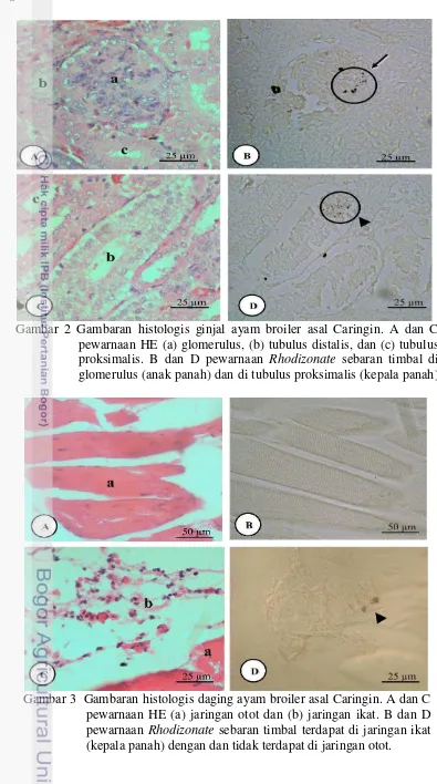 Gambar 3  Gambaran histologis daging ayam broiler asal Caringin. A dan C pewarnaan HE (a) jaringan otot dan (b) jaringan ikat