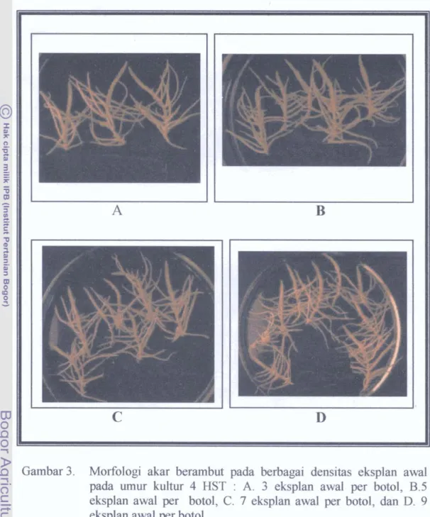 Gambar 3.  Morfologi  akar  berambut  pada  berbagai  densitas  eksplan  awal  pada  urnur  kultur  4  HST  :  A