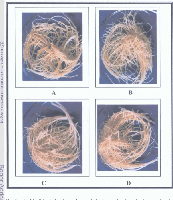 Gambar  4.  Morfologi  akar  berambut  pada  berbagai  densitas eksplan awal pada  umur  kultur  8  HST:  A.3 eksplan awal  per  botol,  B