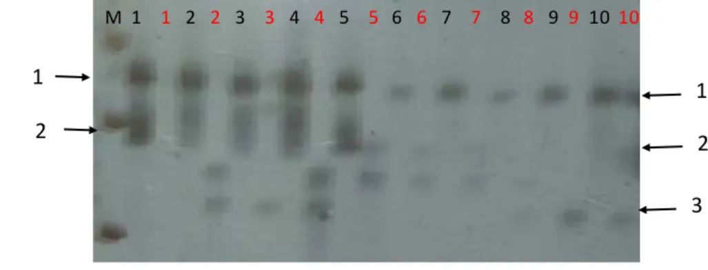 Gambar  14.  Contoh elektroferogram hasil PCR menggunakan primer  SSR  mTcCIR 167 (P1) dan mTcCIR 10 (P2) dengan 10  contoh DNA  kakao F1
