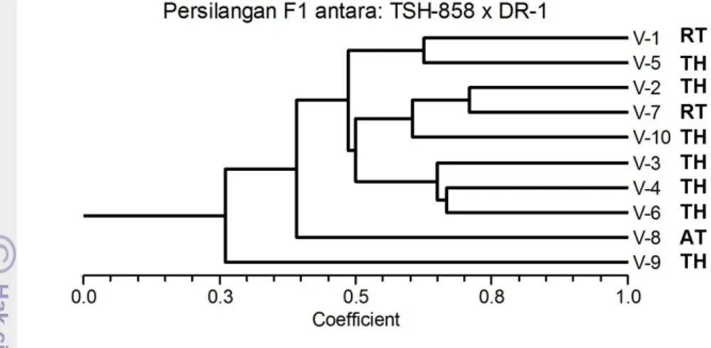 Gambar  19. Pengelompokkan aksesi hasil persilangan antara klon TSH-858 x  DR1 berdasarkan marker molekuler SSR dan berdasarkan  responsnya terhadap infeksi Phytophthora palmivora