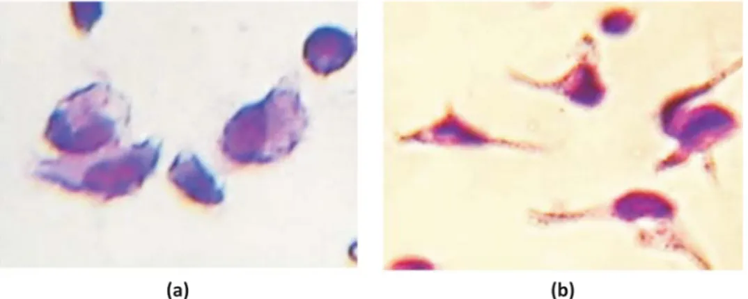 Gambar 1. Morfologi sel makrofag yang diamati dibawah mikroskop cahaya (olympus)
