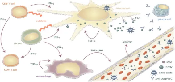 Gambar 1. Patogenesis infeksi virus dengue pada sel (Clyde, 2006) 