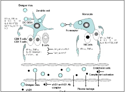 Gambar 2. Peran sitokin pada infeksi virus dengue 