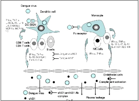 Gambar 2. Peran sitokin pada infeksi virus dengue 