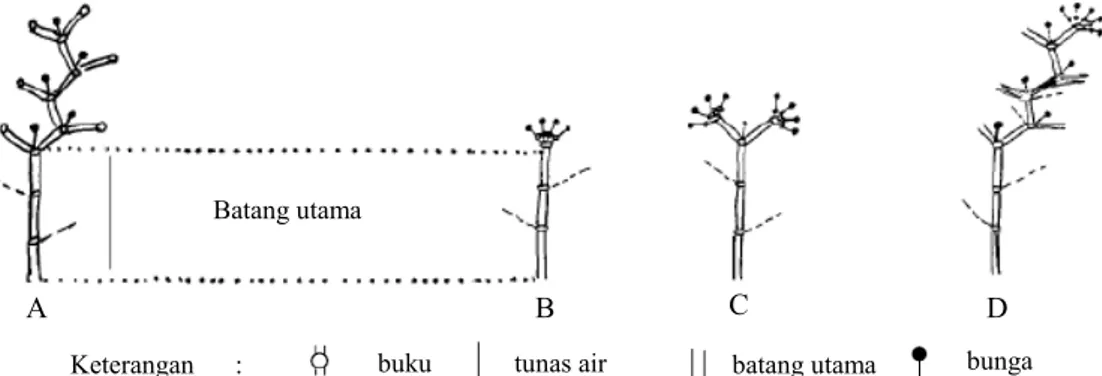 Tabel 1. Jumlah tanaman hasil pengamatan pada karakter pemendekan ruas dan orientasi buah cabai beberapa populasi hasil  persilangan IPB C4 × IPB C174