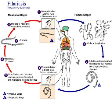 Gambar 2.1 : Skema Rantai Penularan Filariasis. 