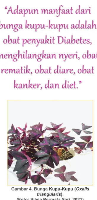 Gambar 3. Bunga Begonia Rex. 
