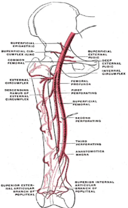 Gambar 2.1: Pembuluh darah Arteri Lower Ekstremitas 