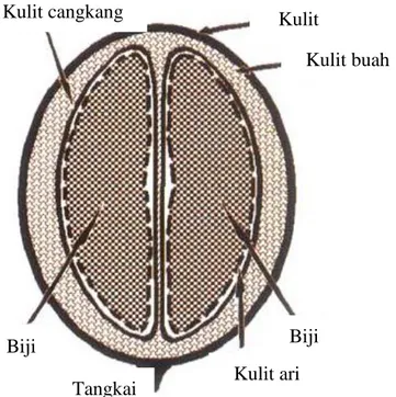 Gambar 1. Anatomi buah kopi 
