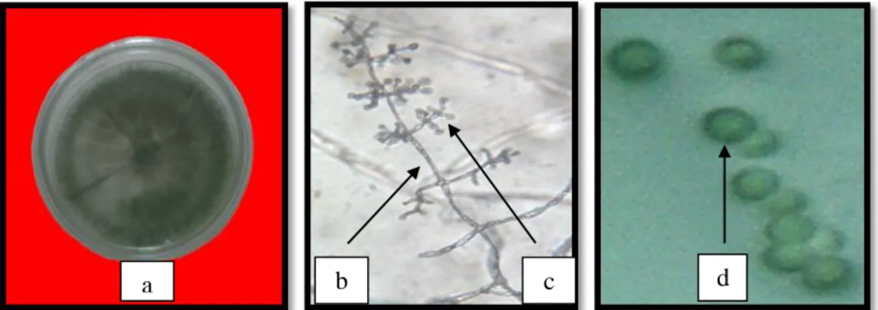 Gambar 2.   Trichoderma  koningii  (a)  koloni  pada  media  PDA,  (b)  konidiofor,  (c)  fialid,  dan  (d)  konidia  (Sumber: Data primer) 