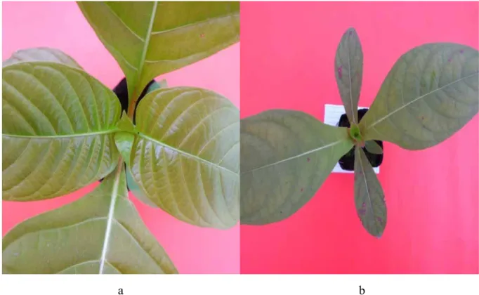 Gambar 3.  Pangkal daun Jabon Putih (a) dan Jabon Merah (b) (foto dok. Dido, 2012) 