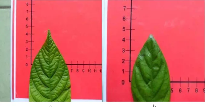 Gambar 4.  Ujung daun Jabon Putih (a) dan Jabon Merah (b) (foto dok. Dido, 2012) 