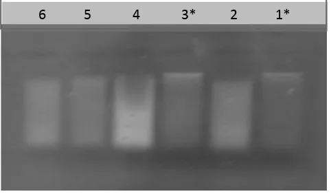 Gambar 1.   Profil Genom DNA Tanpa Menggunakan N2 Cair dan Pasir Kuarsa yang Diuji melalui Gel Agarose Keteranngan : (1) P3*, (2) P5, (3) P7*, (4) P8, (5) P9, (6) P10  P = Parsalakan 