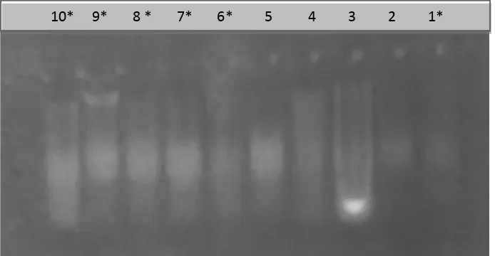 Gambar 4.    Profil Genom DNA Menggunakan N2 Cair yang Diuji melalui Gel Agarose Keterangan : (1) B1*, (2) B2, (3) B3, (4) B4, (5) B5, (6) B6*, (7) B7*, (8) B8* (9) B9*, (10) B10*         B = Batangtoru 