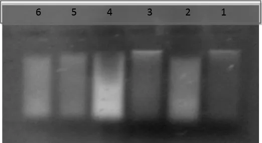 Gambar 26.   Profil Kualitas DNA Genom Aren dengan Gel Agarose 0.8% Keterangan : (1) P3*, (2) P3, (3) P7*, (4) P8, (5) P9, (6) P10 