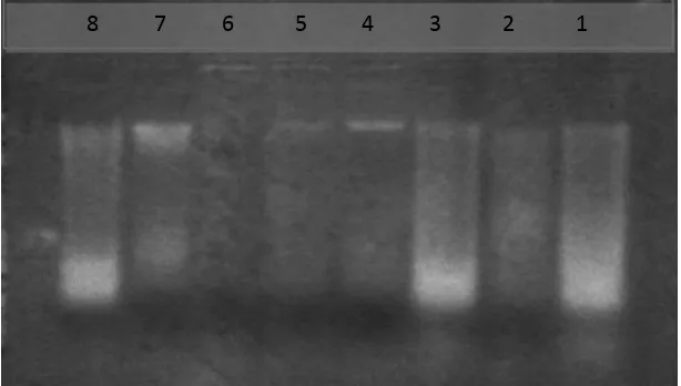 Gambar 27. Profil Kualitas DNA Genom Aren dengan Gel Agarose 0.8% 