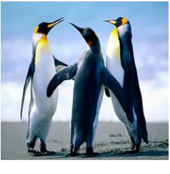 Gambar Pinguin.jpeg 