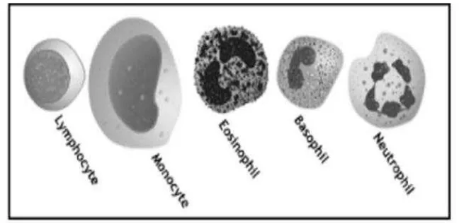 Gambar 2.2 Jenis sel darah putih (Dikutip dari White Blood Cell J Function, Kempert P.H