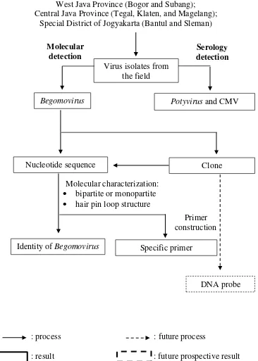 Fig 1  Research flow chart: “Molecular Characterization of Begomovirus Infecting Yard Long Bean (Vigna unguiculata subsp