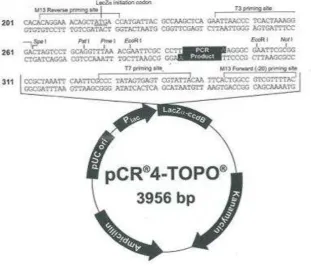 Fig 4  pCR®4-TOPO® vector for cloning (InvitrogenTM – Life Technologies 