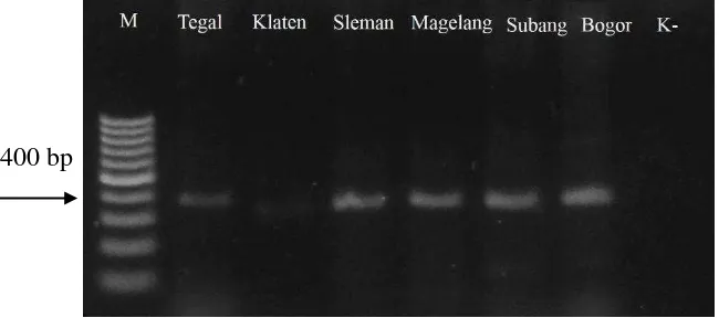 Fig 8  Visualization of PCR products of Begomovirus amplification from leaf 