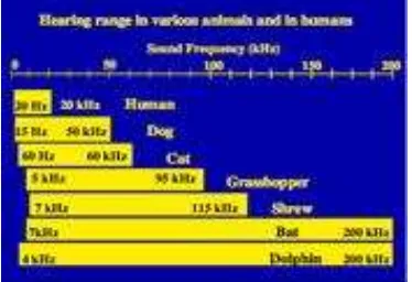 Gambar 2.13.Jarak pendengaran manusia dan hewan (Nielsen TJ, 