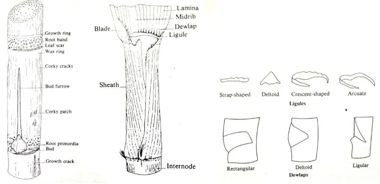 Gambar 2. Struktur batang dan daun tebu (James 2004) 