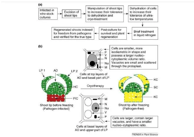 Gambar 5. Mekanisme eliminasi patogen dengan teknik krioterapi (Wang dan Valkonen 2008) 