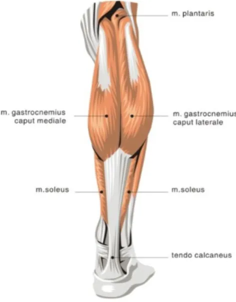 Gambar 2.3 Group otot plantarfleksor ankle (Watson, 2002)  a.  Otot Gastrocnemius 