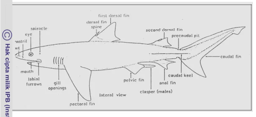 Gambar 2. Terminologi morfologi ikan cucut (Campagno 1984). 