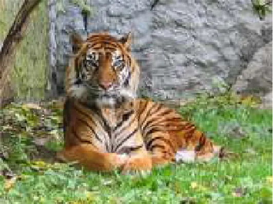 Gambar 1. Harimau Sumatera (Wikipedia 2010a) 