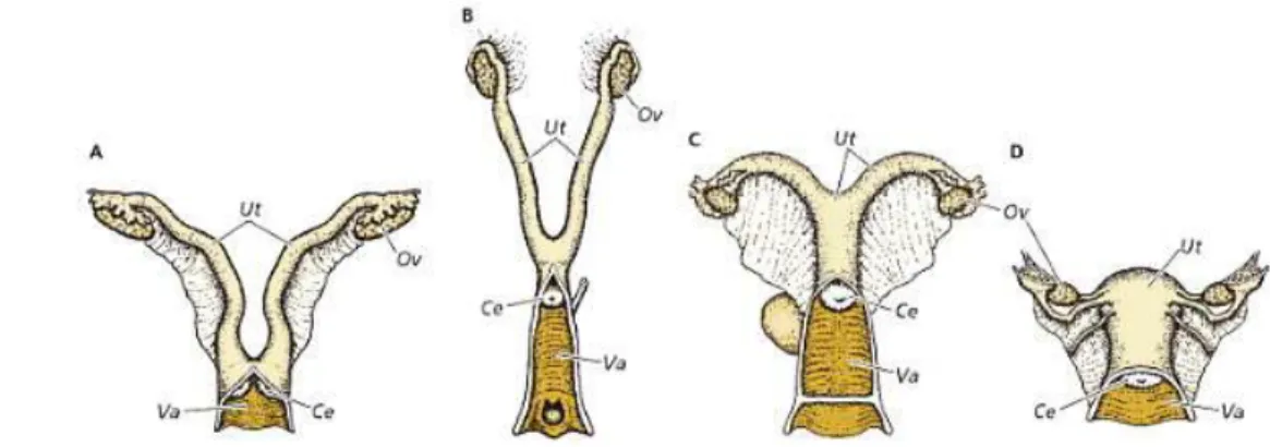Gambar 4.  Berbagai macam tipe uterus. (A)Duplex. (B)Bipartitus.  (C)Bicornuatus. (D)Simplex