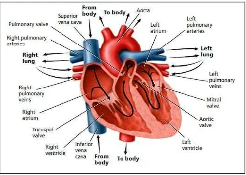 Gambar 1. Anatomi Jantung10 