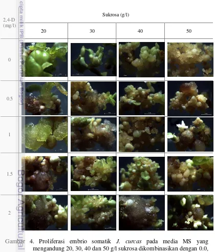 Gambar 4. Proliferasi embrio somatik J. curcas pada media MS yang mengandung 20, 30, 40 dan 50 g/l sukrosa dikombinasikan dengan 0.0, 0.5, 1.5, dan 2.0 mg/l 2,4-D umur 8 minggu (Perbesaran 12,5 kali) 