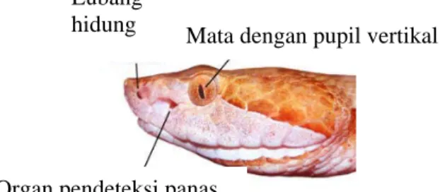 Gambar 1. Organ pendeteksi panas (pit organ) pada Crotalinae terletak di antara lubang hidung  dan mata