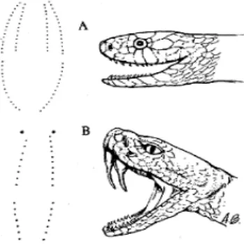 Gambar 2. Bekas gigitanan ular. (A) Ular tidak berbisa tanpa bekas taring, (B) Ular berbisa  dengan bekas taring 