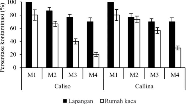 Gambar 1. Persentase kontaminasi pada kultur in vitro tunas aksilar  pepaya  kultivar Caliso dan Callina asal lapangan dan  rumah  kaca  pada  empat  perlakuan  metode  sterilisasi